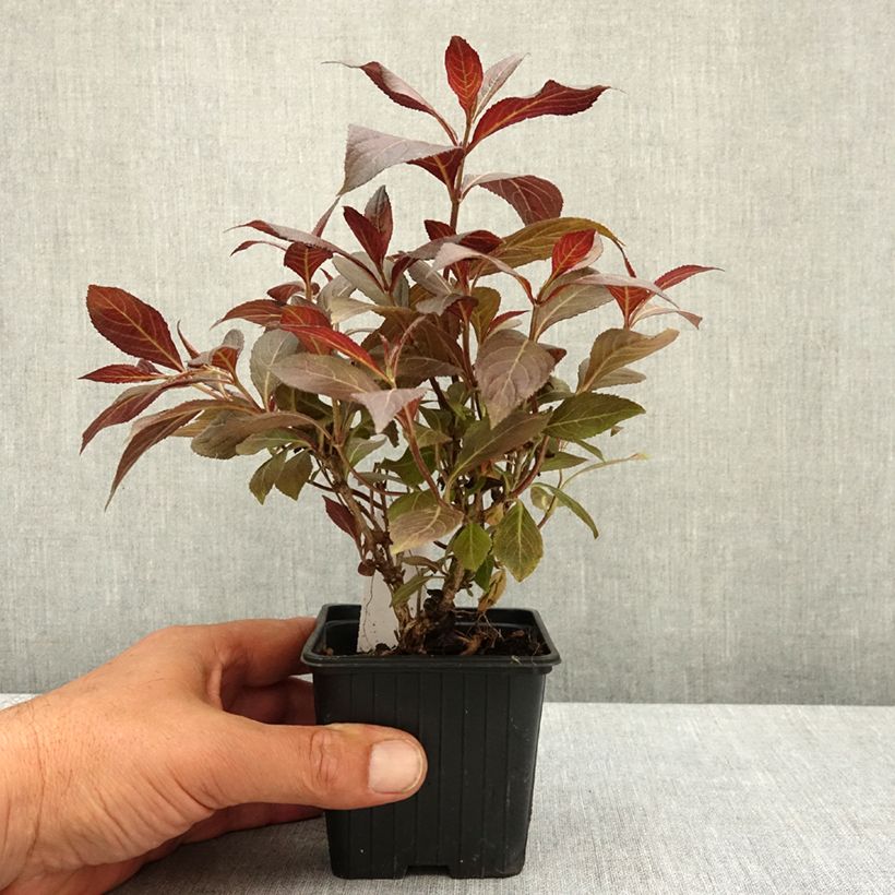 Weigela florida Midnight Wine 8/9 cm pot sample as delivered in spring