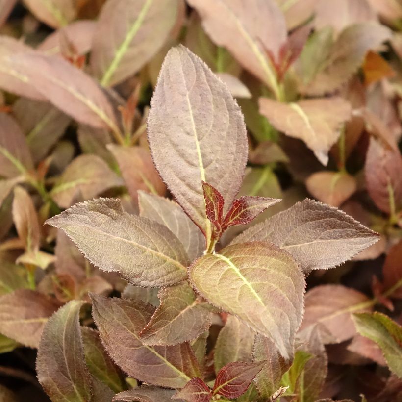 Weigela florida Midnight Wine (Foliage)
