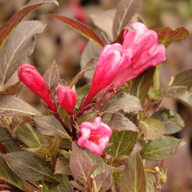 Weigela florida Midnight Wine (Flowering)