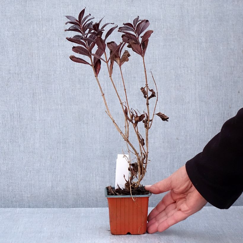 Weigela florida Minor Black 8/9 cm pot sample as delivered in autumn