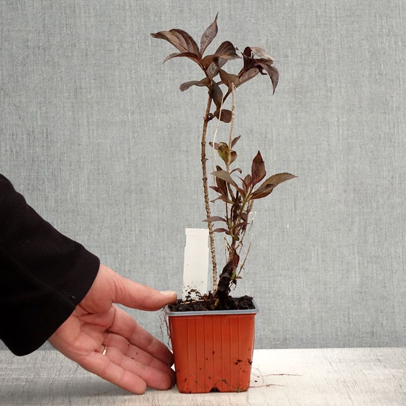 Weigela florida Minor Black 8/9 cm pot sample as delivered in spring