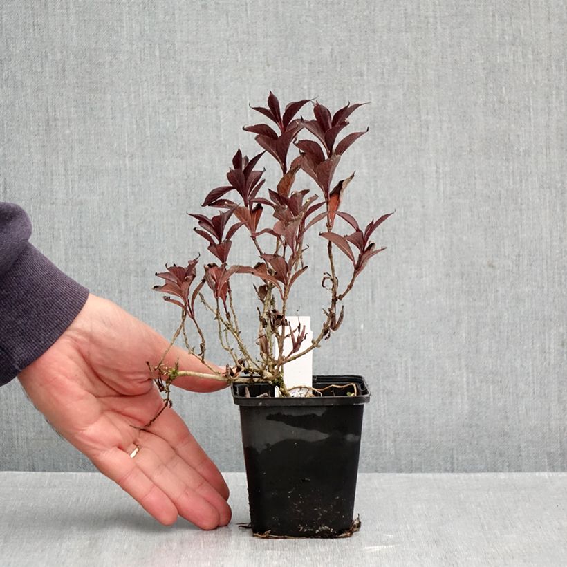 Weigela florida Victoria 8/9 cm pot sample as delivered in autumn