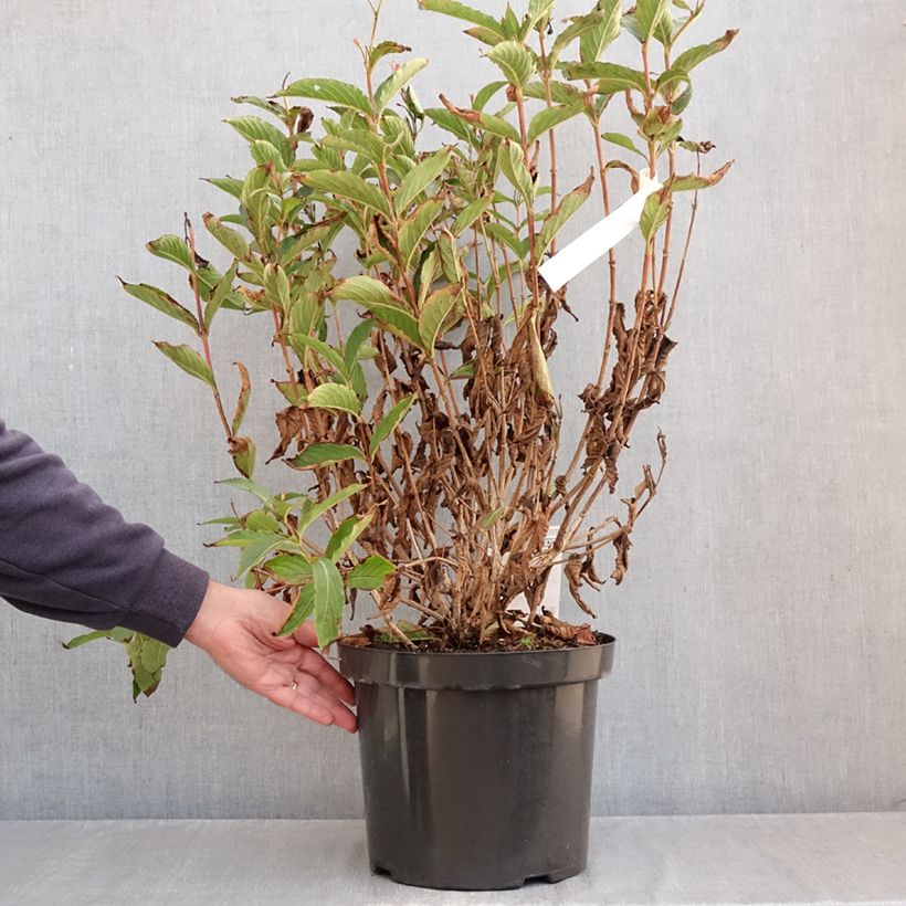 Weigela Red Prince 7.5L/10L pot sample as delivered in autumn