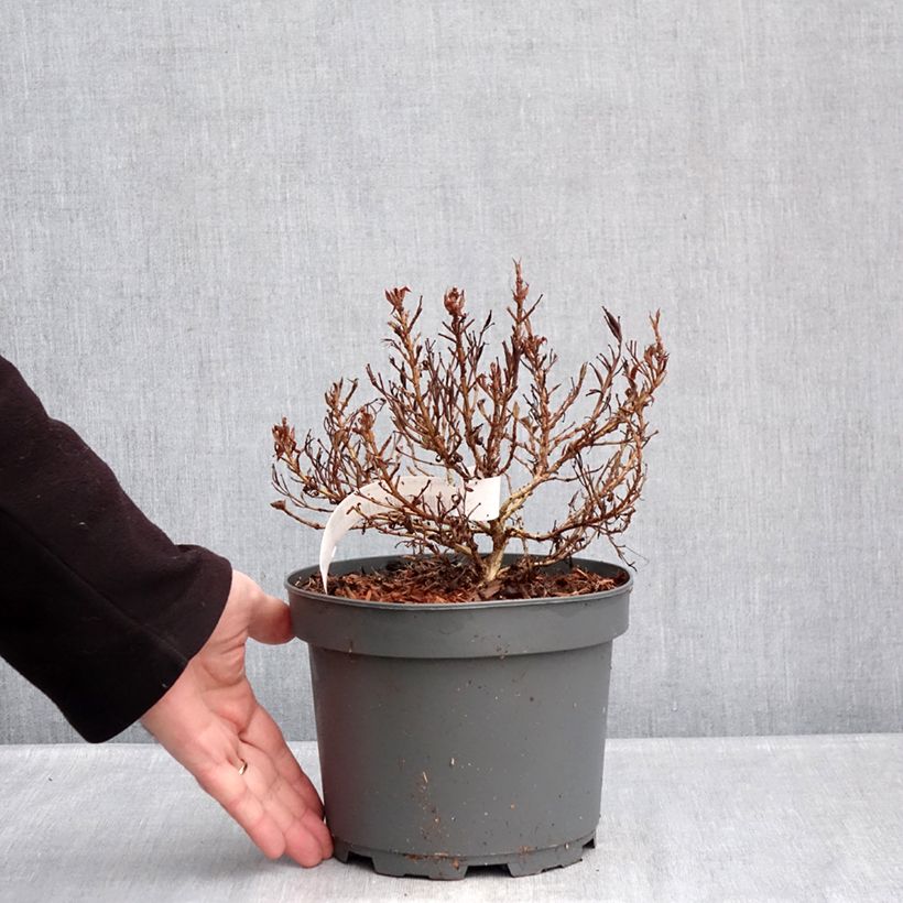 Weigela Picobella Bianco 3L/4L pot sample as delivered in winter