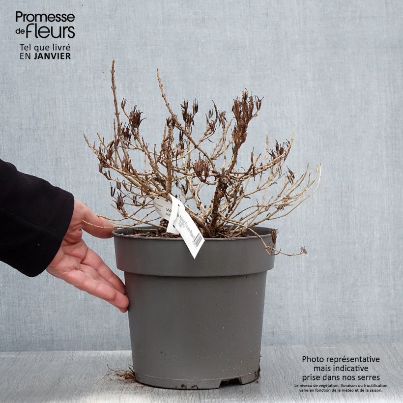 Weigela florida Picobella Rosso 2L/3L pot sample as delivered in winter