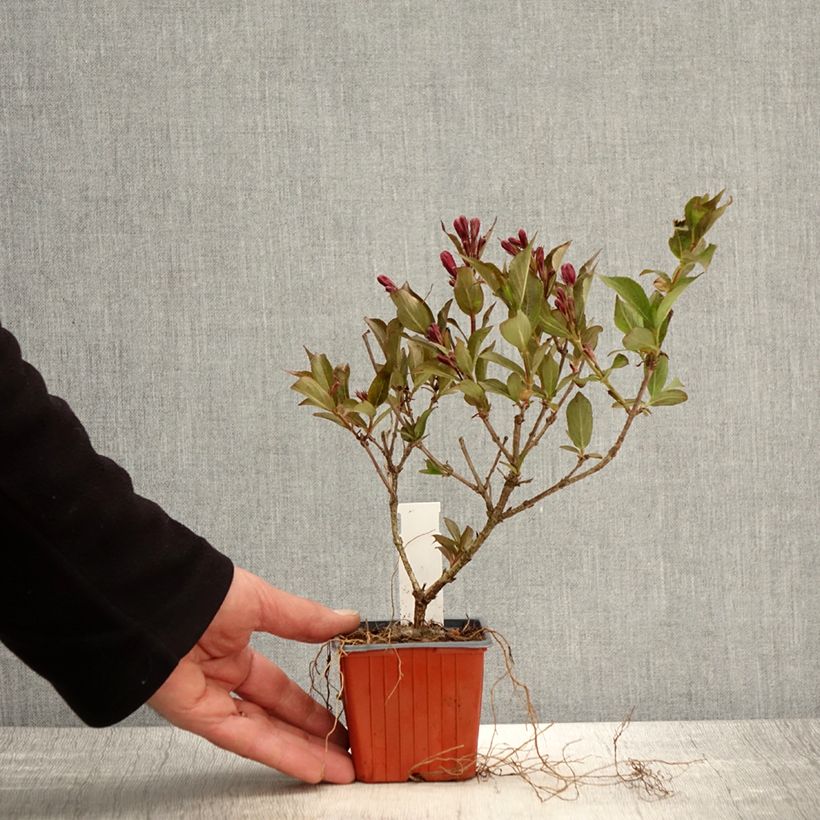 Weigela x florida Rumba 8/9 cm pot sample as delivered in spring