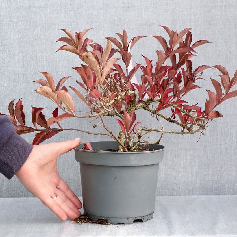 Weigela x florida Rumba 3L/4L pot sample as delivered in autumn