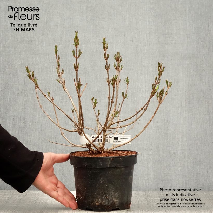 Weigela x florida Rumba 3L/4L pot sample as delivered in spring