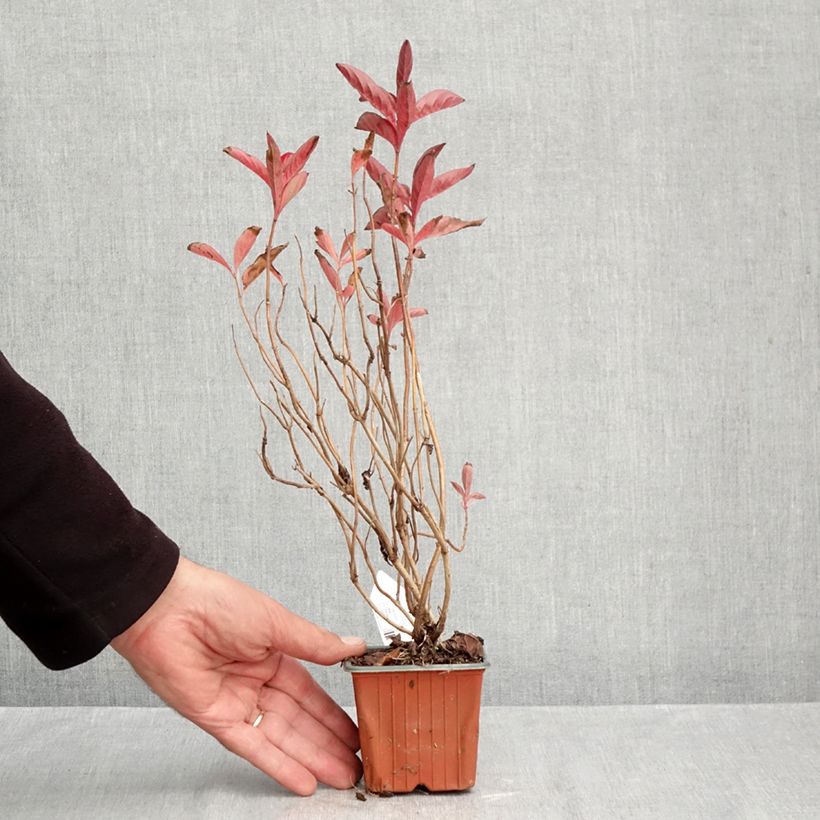 Weigela florida Wings of Fire 8/9 cm pot sample as delivered in autumn