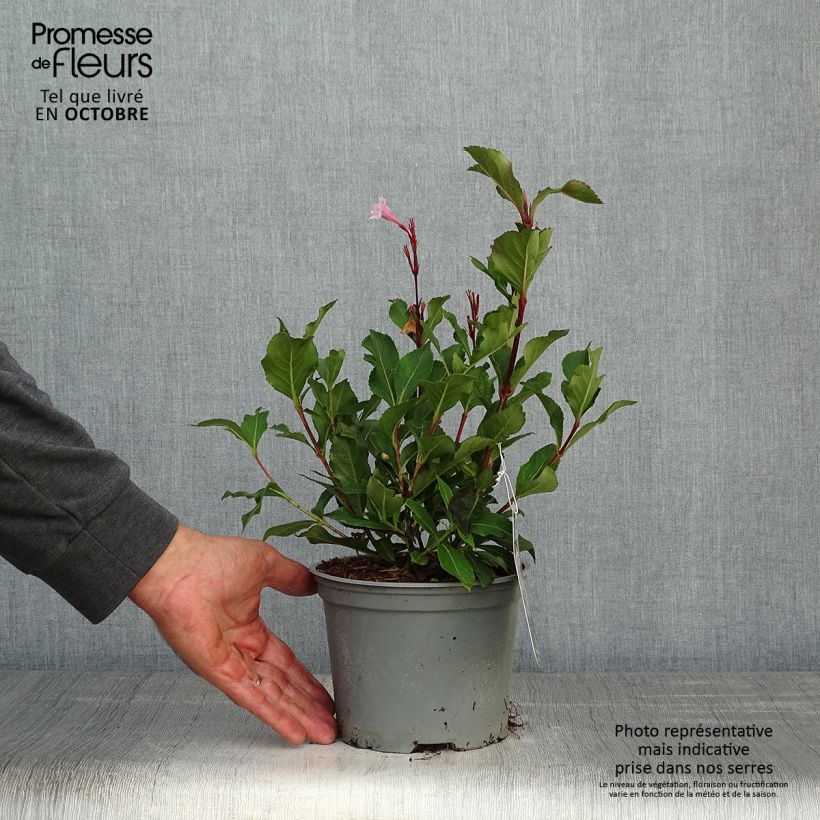Weigela florida Polka 2L/3L pot sample as delivered in autumn