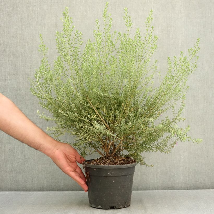 Westringia fruticosa Blue Gem - Australian rosemary 3L/4L pot sample as delivered in summer