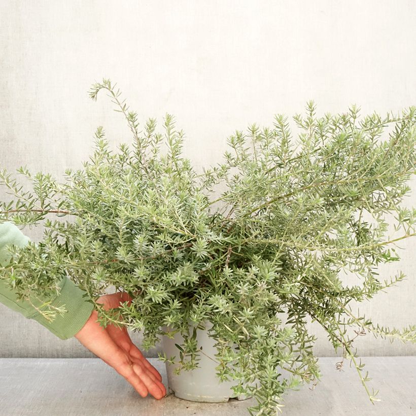 Westringia fruticosa Blue Gem - Australian rosemary 3L/4L pot sample as delivered in winter