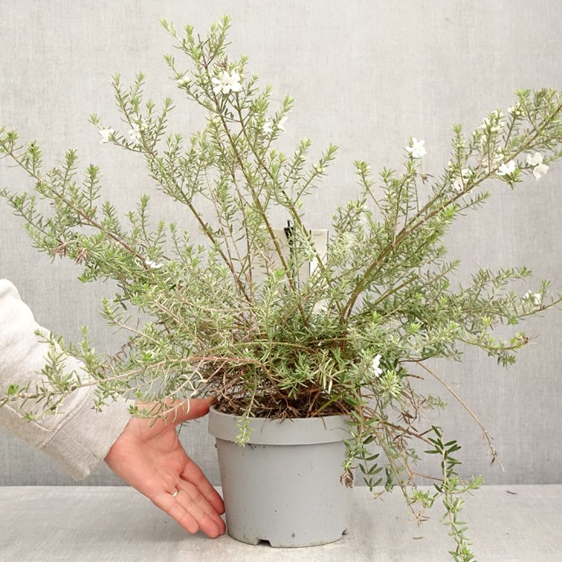 Westringia fruticosa Blue Gem - Australian rosemary 3L/4L pot sample as delivered in spring