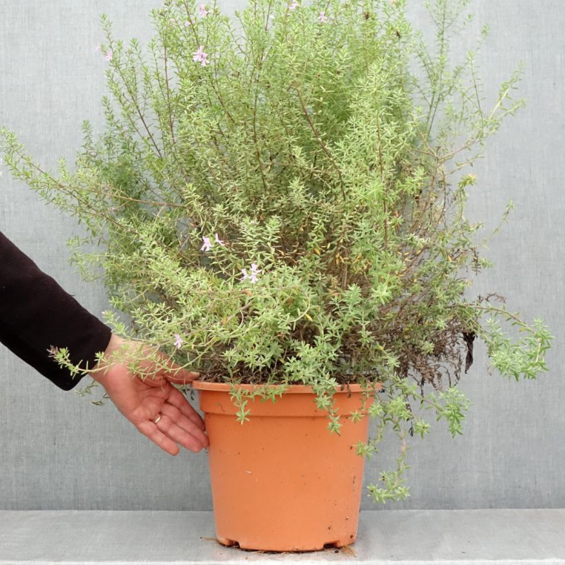 Westringia fruticosa Blue Gem - Australian rosemary 7.5L/10L pot sample as delivered in autumn