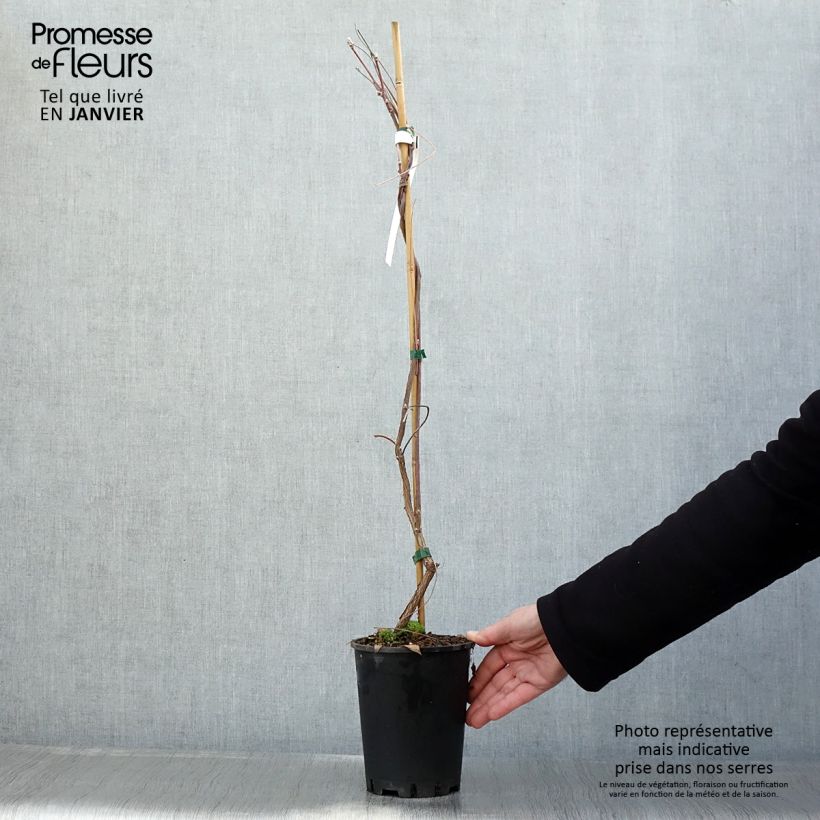 Wisteria frutescens Amethyst Falls 3L/4L pot sample as delivered in winter