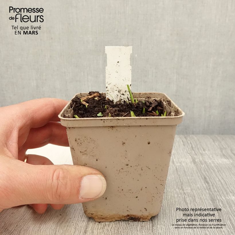 Rhodoxis Ria 8/9 cm pot sample as delivered in spring