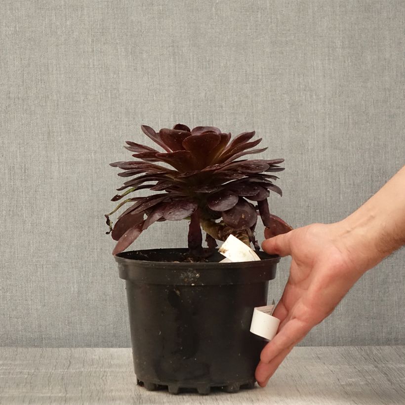 x Semponium Destiny 2L/3L pot sample as delivered in spring