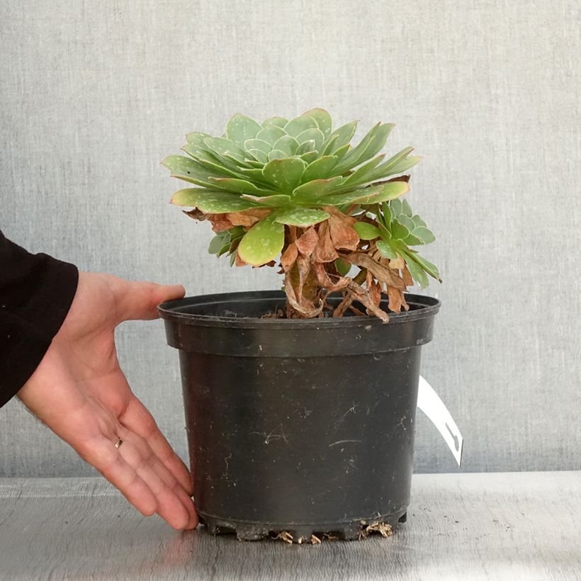 Semponium Diamond 2L/3L pot sample as delivered in autumn