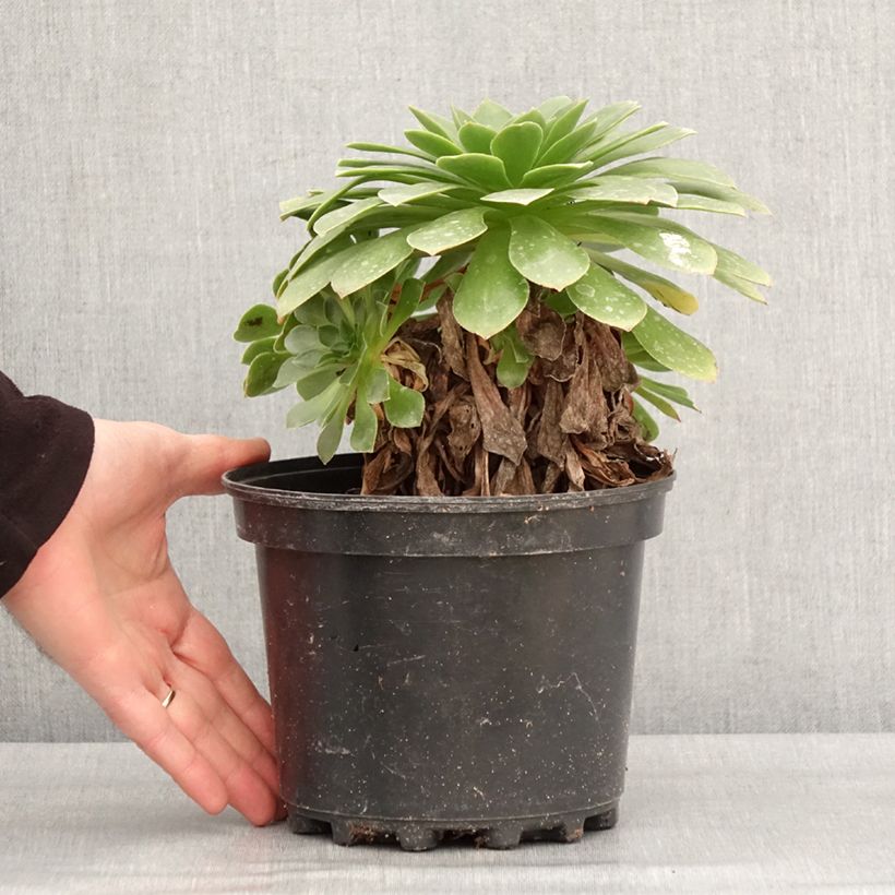 Semponium Sienna 2L/3L pot sample as delivered in winter