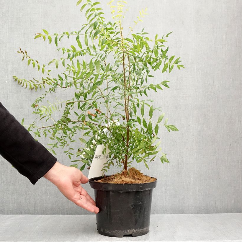 Xanthoceras sorbifolium 3L/4L pot sample as delivered in autumn