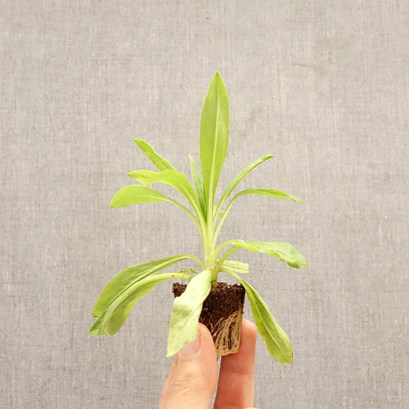 Xerochrysum bracteatum Granvia Dark Pink Flame Plug plant 3/4cm sample as delivered in spring