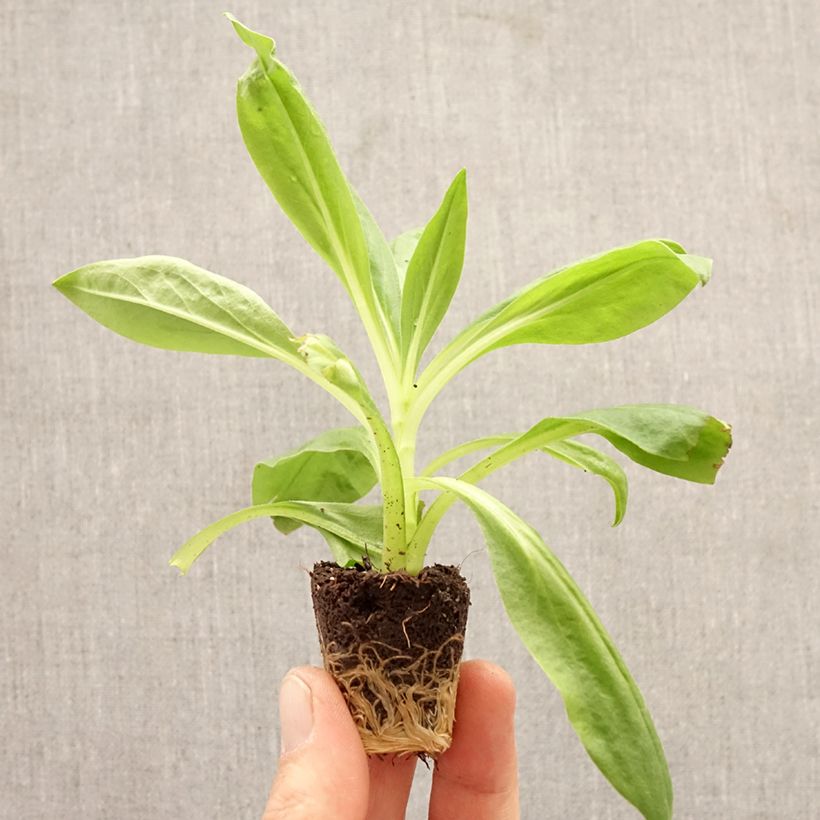 Xerochrysum bracteatum Granvia Red Flame Plug plant 3/4cm sample as delivered in spring