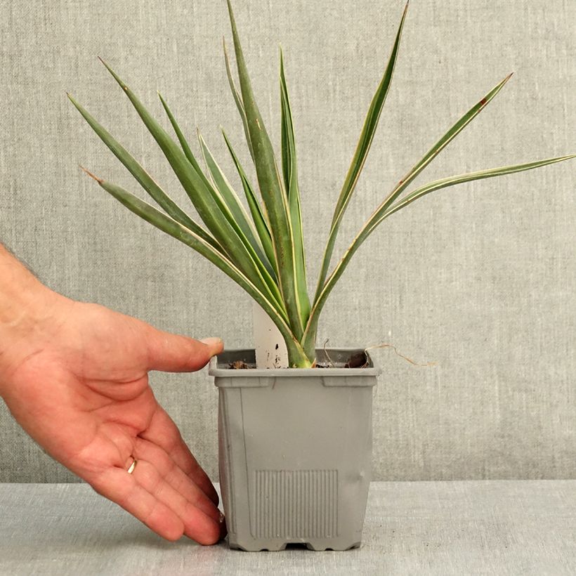 Yucca aloifolia Variegata - Spanish bayonet 1L/1.5L pot sample as delivered in summer