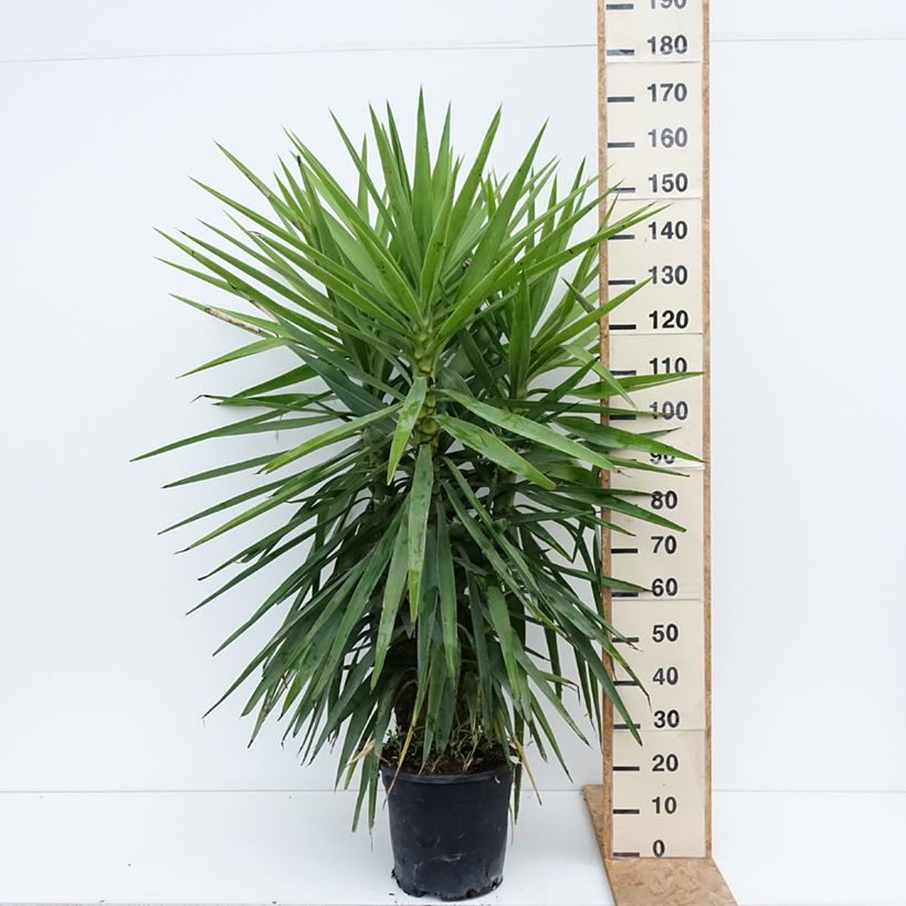 Yucca elephantipes 7.5L/10L pot sample as delivered in summer