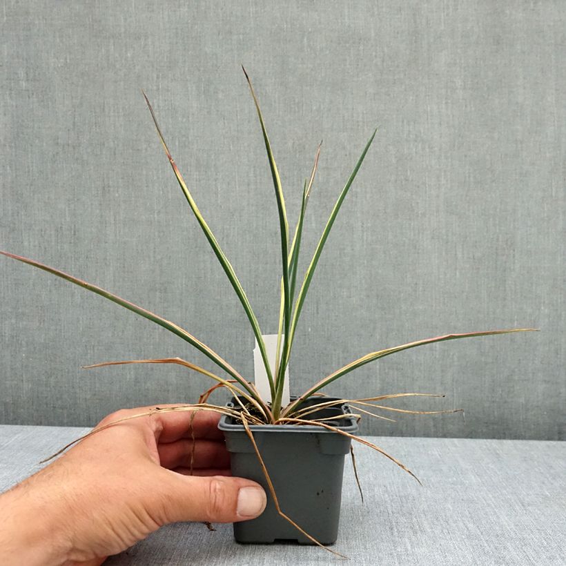 Yucca filamentosa Bright Edge 8/9 cm pot sample as delivered in spring