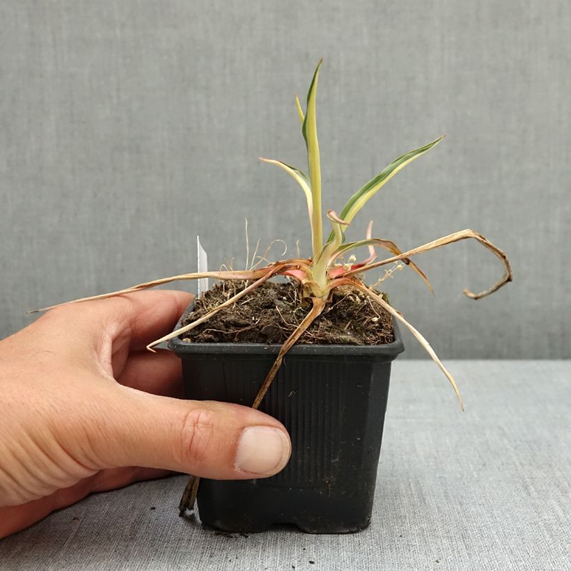 Yucca filamentosa Color Guard 8/9 cm pot sample as delivered in spring