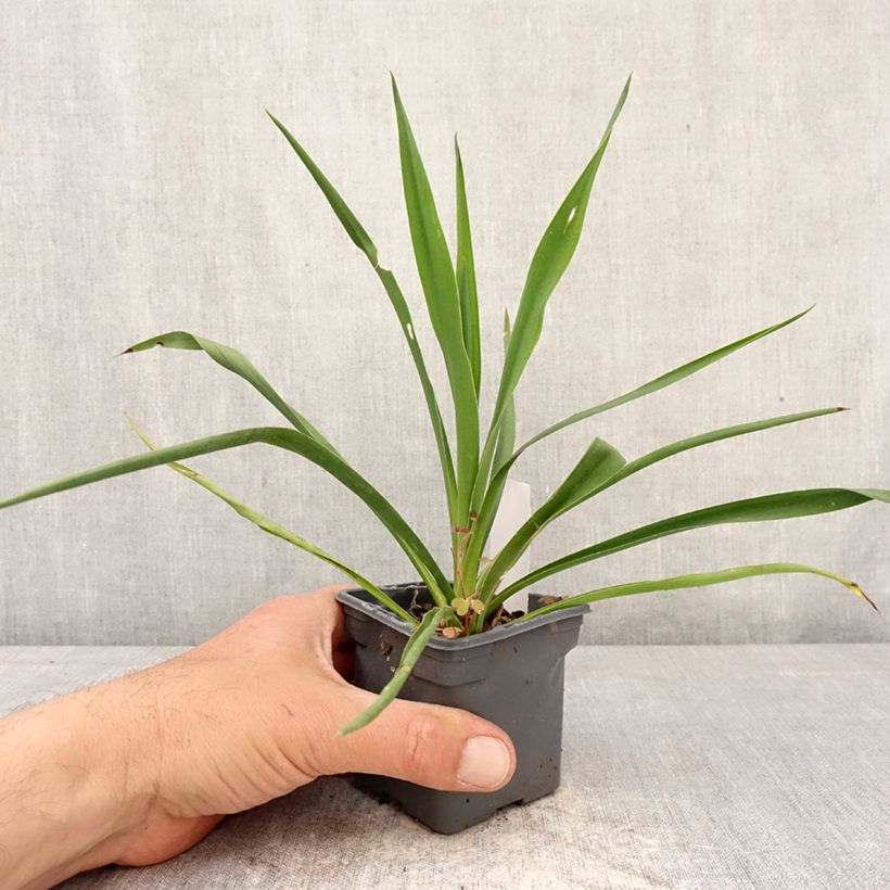 Yucca filamentosa 8/9 cm pot sample as delivered in spring