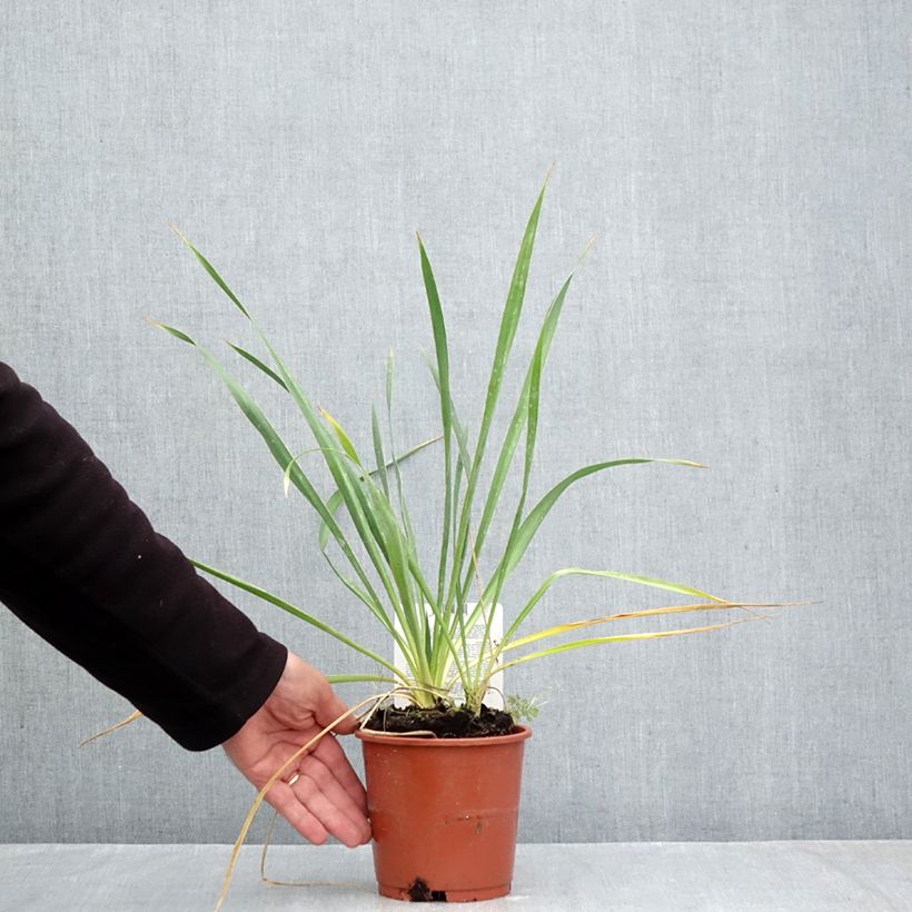 Yucca filamentosa 1L/1.5L pot sample as delivered in autumn