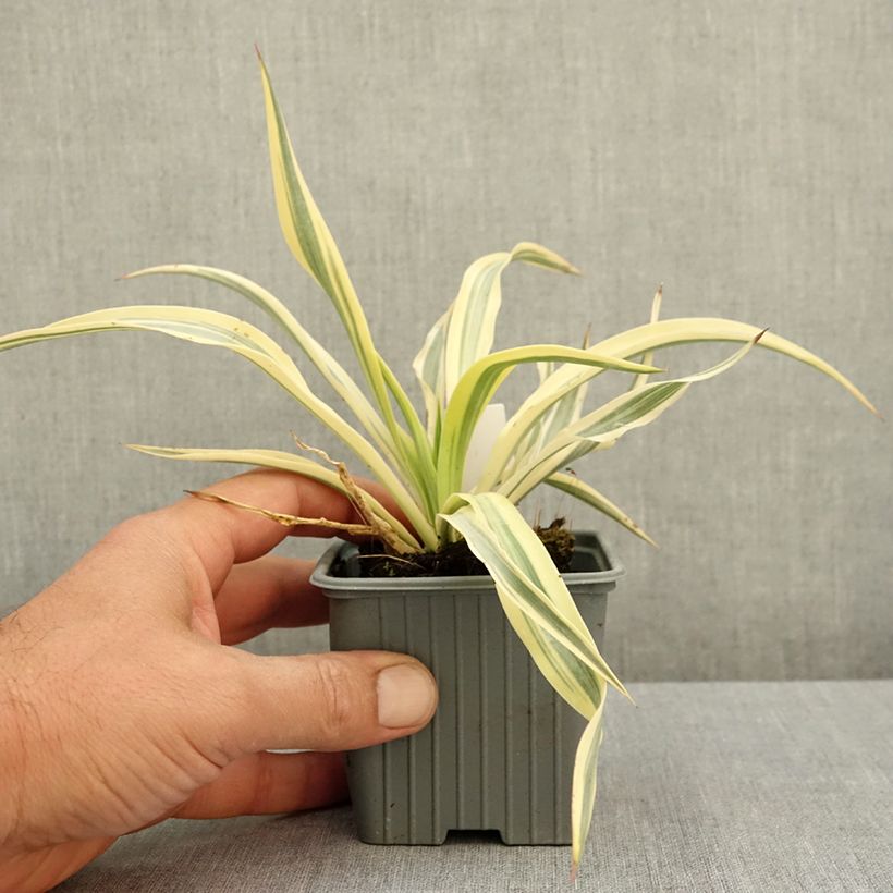 Yucca gloriosa Citrus Twist 8/9 cm pot sample as delivered in summer