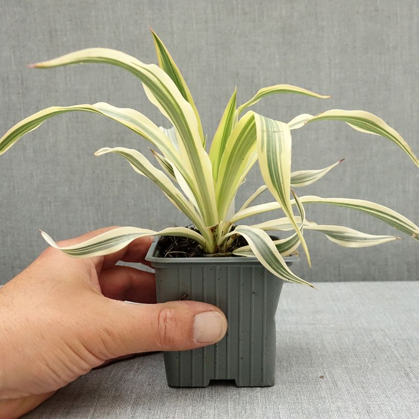 Yucca gloriosa Citrus Twist 8/9 cm pot sample as delivered in spring