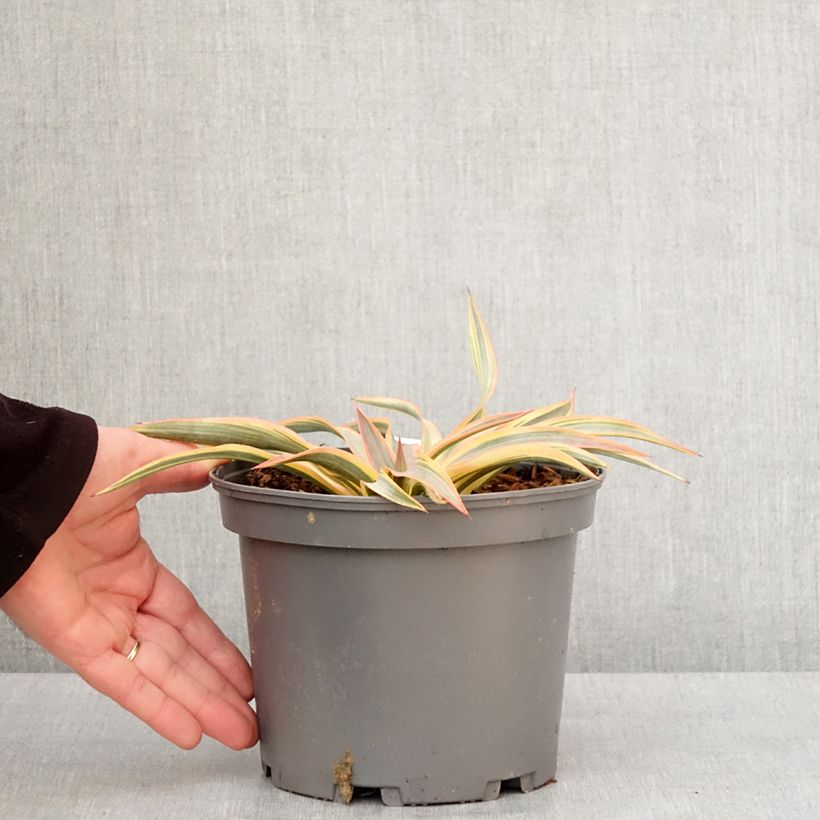 Yucca gloriosa Citrus Twist 2L/3L pot sample as delivered in winter