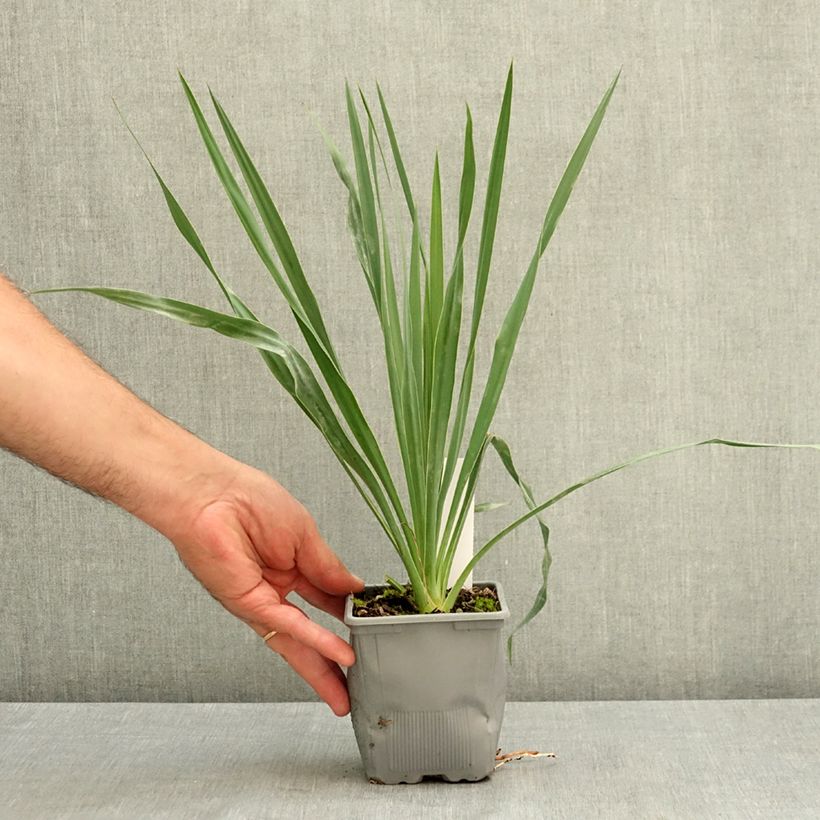 Yucca French Flag 12cm pot sample as delivered in summer