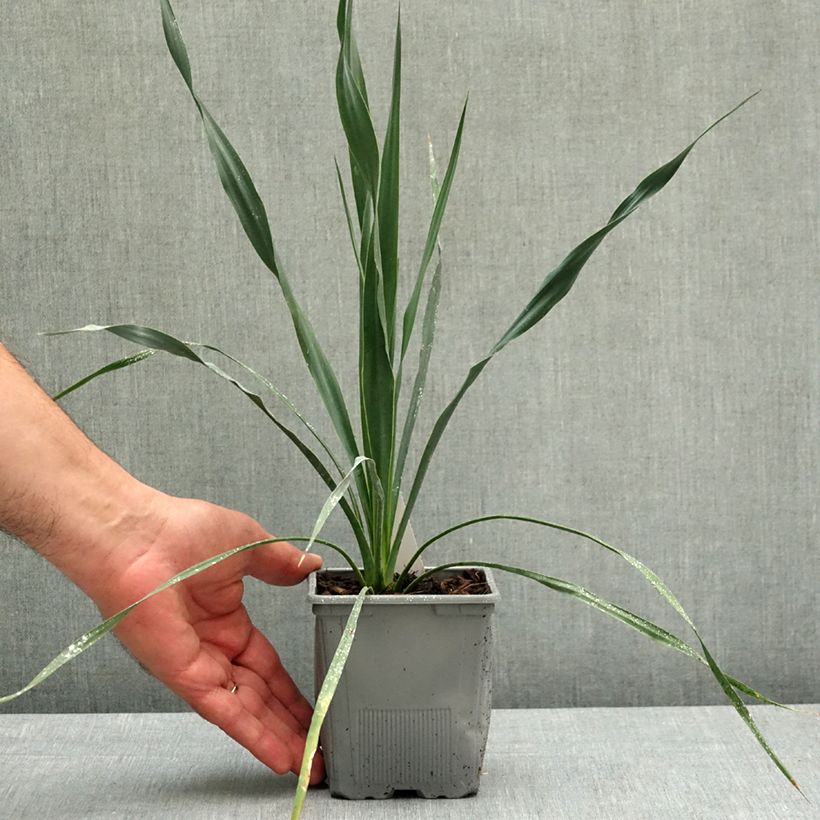 Yucca French Flag 12cm pot sample as delivered in spring