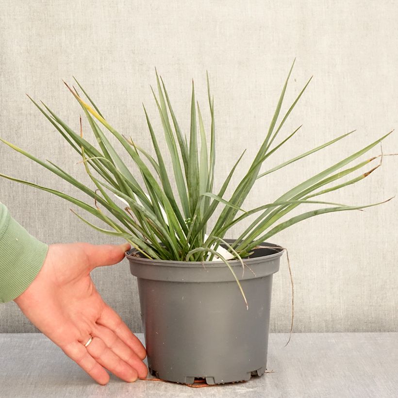 Yucca French Flag 3L/4L pot sample as delivered in winter