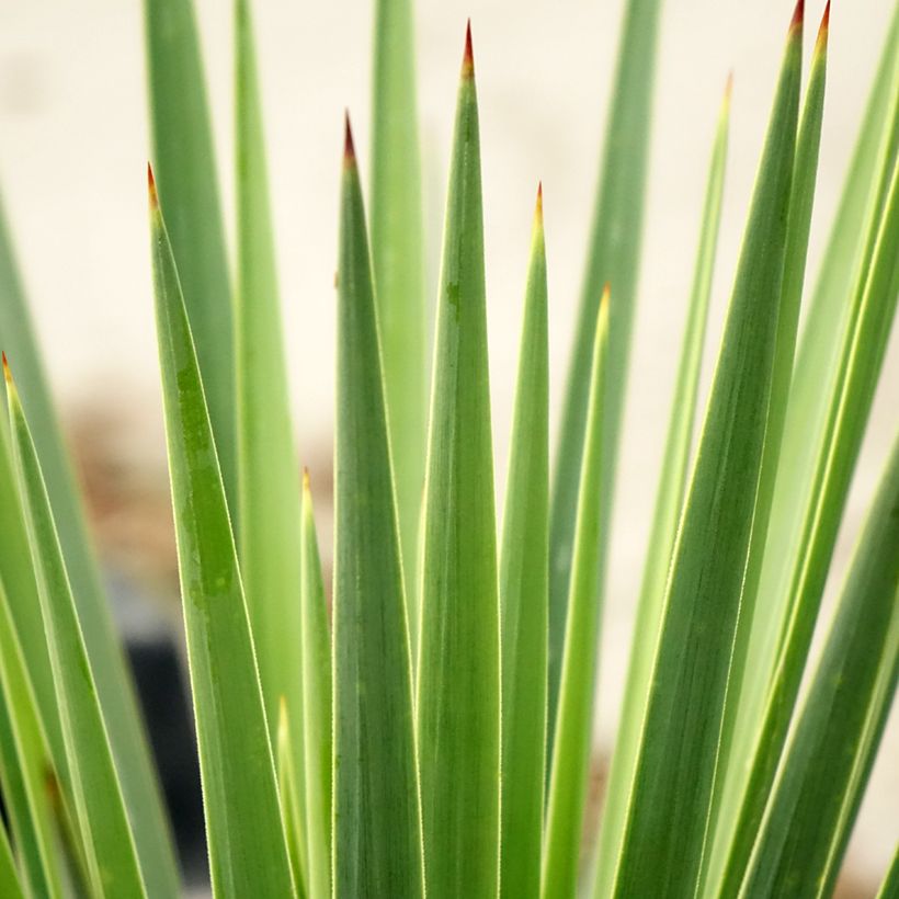 Yucca gloriosa var. tristis x recurvifolia Katana® -  Spanish Dagger (Foliage)