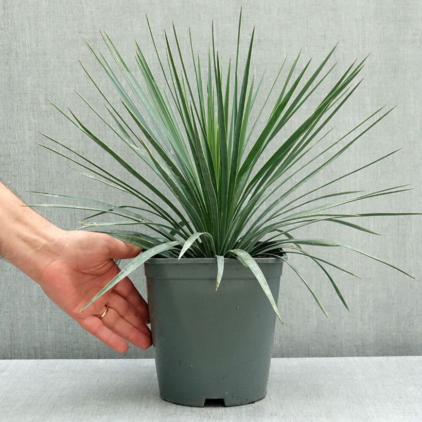 Yucca gloriosa var. tristis x recurvifolia Katana® -  Spanish Dagger 4L/5L pot sample as delivered in autumn