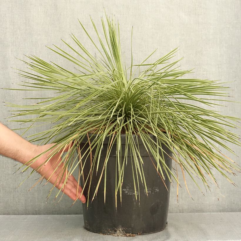 Yucca linearifolia 18L/20L pot sample as delivered in summer