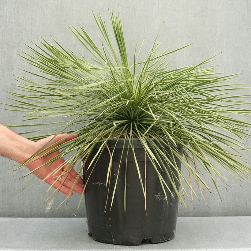 Yucca linearifolia 18L/20L pot sample as delivered in spring