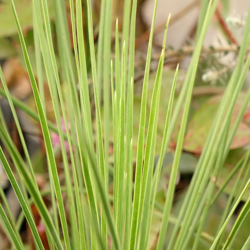 Yucca linearis Cascade (Foliage)