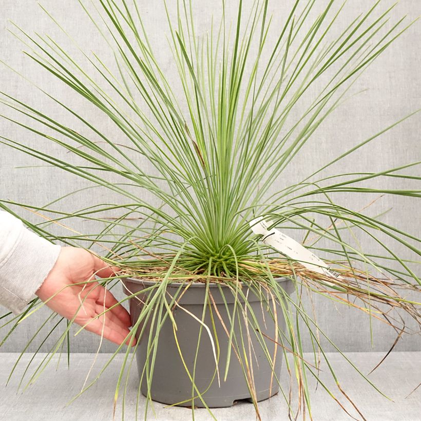 Yucca linearis Cascade 7.5L/10L pot sample as delivered in spring