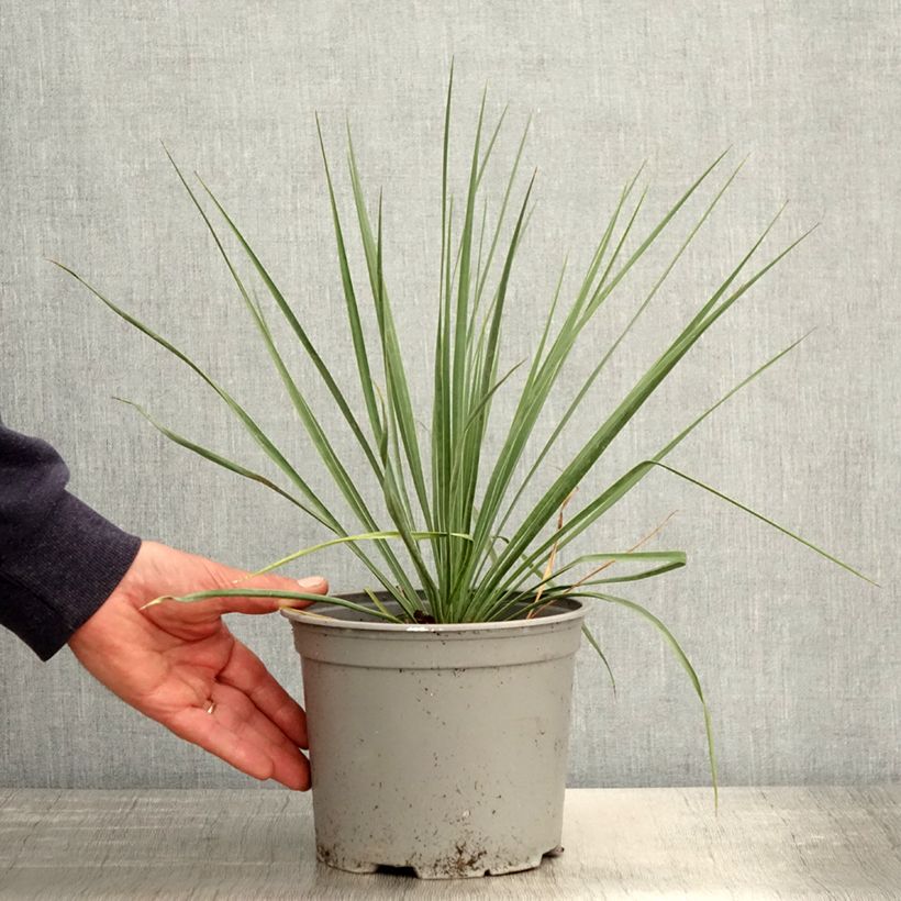 Yucca rostrata Sapphire Skies 3L/4L pot sample as delivered in spring