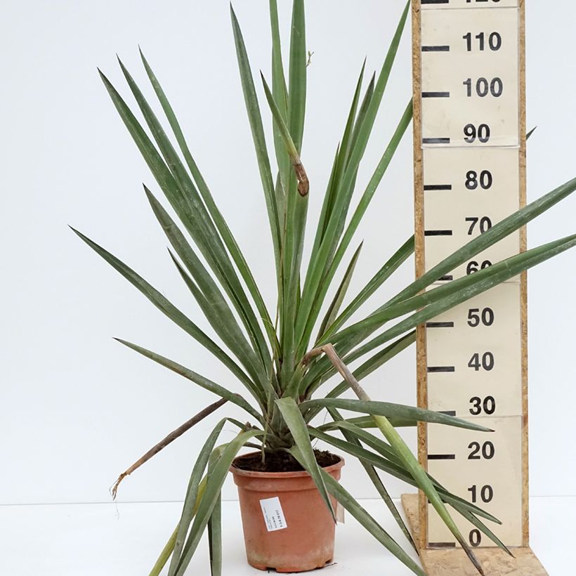 Yucca torreyi 7.5L/10L pot sample as delivered in spring