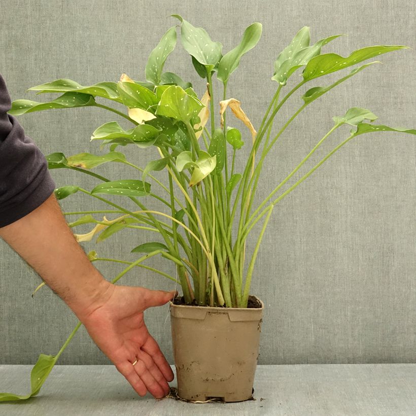 Zantedeschia aethiopica Scented Lady - Arum lily 2L/3L pot sample as delivered in summer