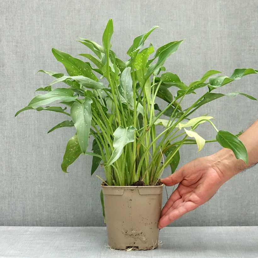Zantedeschia aethiopica Scented Lady - Arum lily 2L/3L pot sample as delivered in spring