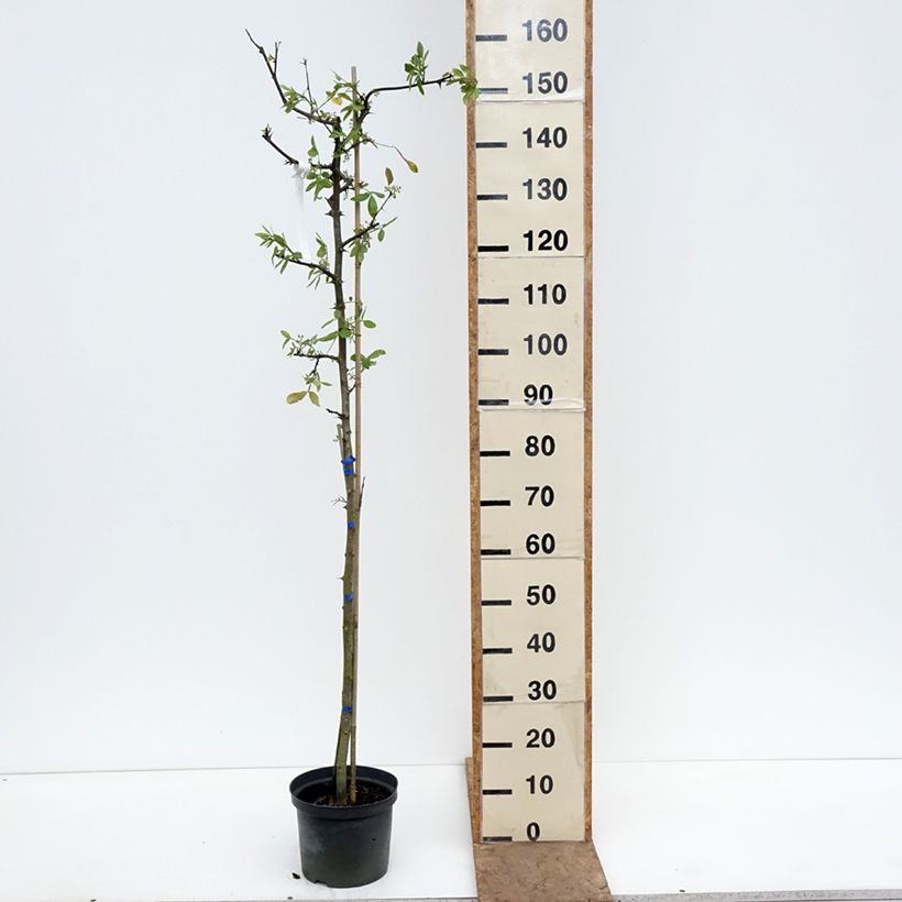 Zanthoxylum americanum 4L/5L pot sample as delivered in spring