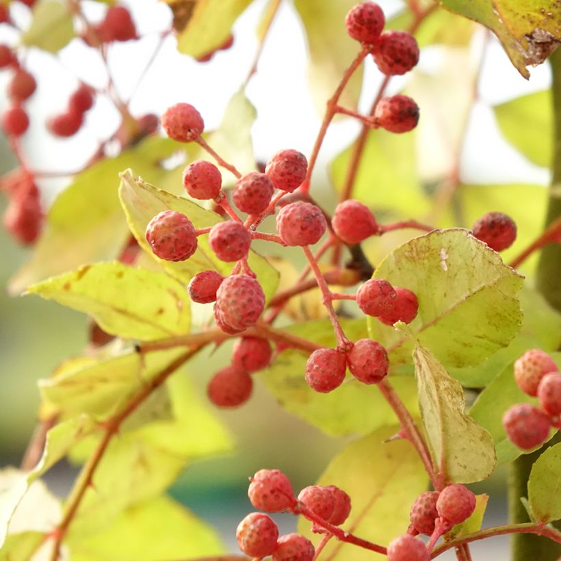 Zanthoxylum americanum (Harvest)